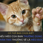 Có thể bạn chưa biết_ Nếu mèo của bạn thường dùng chân trái thường sẽ là con đực