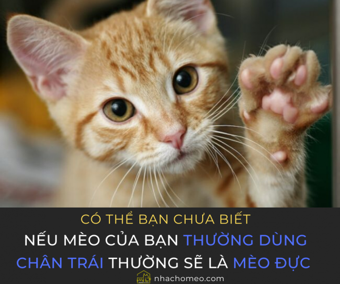 Có thể bạn chưa biết_ Nếu mèo của bạn thường dùng chân trái thường sẽ là con đực