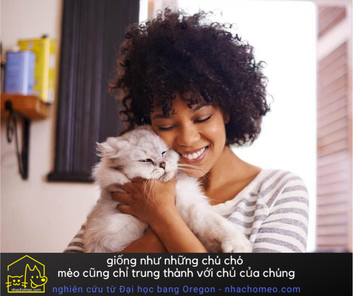 Mèo cũng chỉ trung thành với chủ của chúng