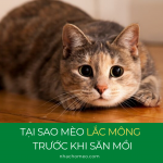 TẠI SAO MÈO LẮC MÔNG TRƯỚC KHI SĂN MỒI