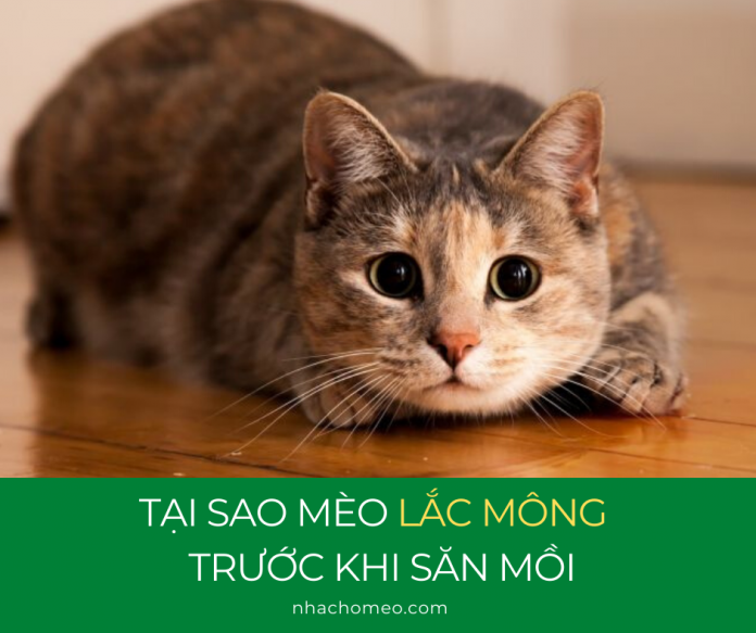 TẠI SAO MÈO LẮC MÔNG TRƯỚC KHI SĂN MỒI