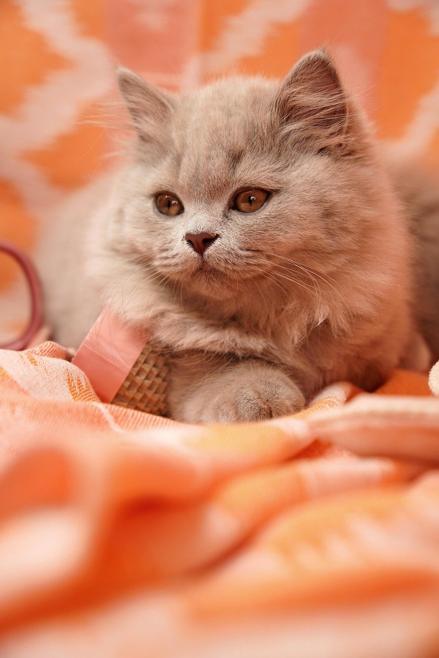 mobile-02 british shorthair, british longhair, lilac, kitten, animal, long hair, cat, portrait, cat breeder, cat baby, cat child, pet, cute, cat breeding, breeding cat