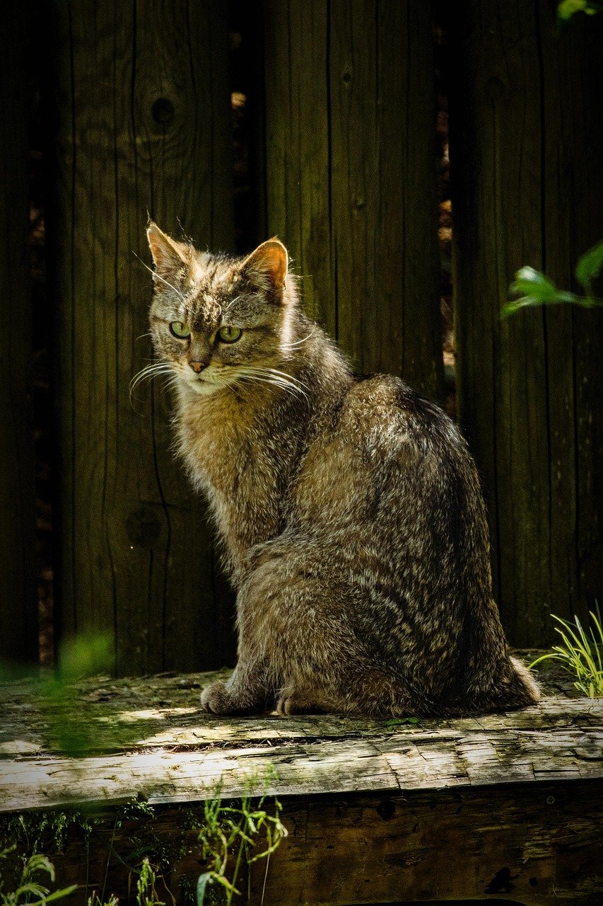 digital-01 cat, animal, wild cat, feline, nature, pet, kitten, mammal, cute