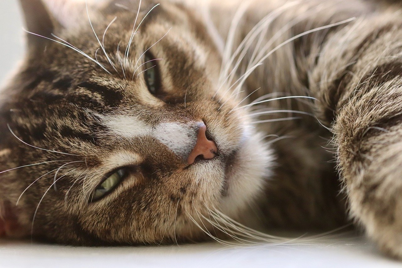 Services-02 cat, pet, cat eyes, whiskers, domestic cat, animal, domestic animal