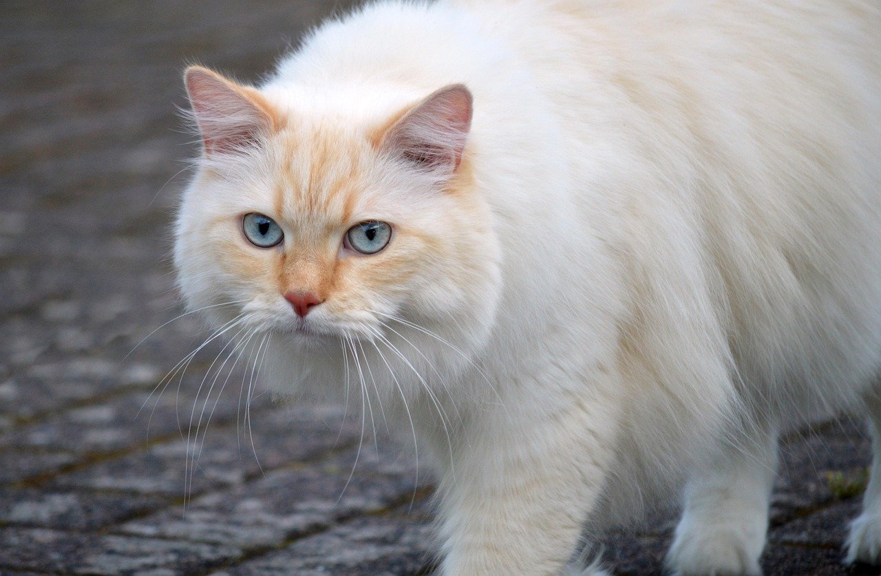 creative-03 cat, domestic animal, animal, pet, mammal, domestic cat, wildlife, outdoors, whiskers, cat face, eyes, nature, close up, cat eyes, head, nose, cat portrait, animal world, fur, attentive, curious, cat body, watch, soft fur, cat hair, sneak up on