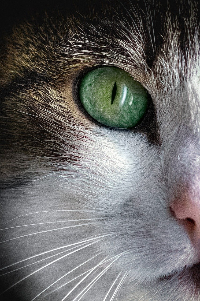 creative-02 cat, animal, pet, fur