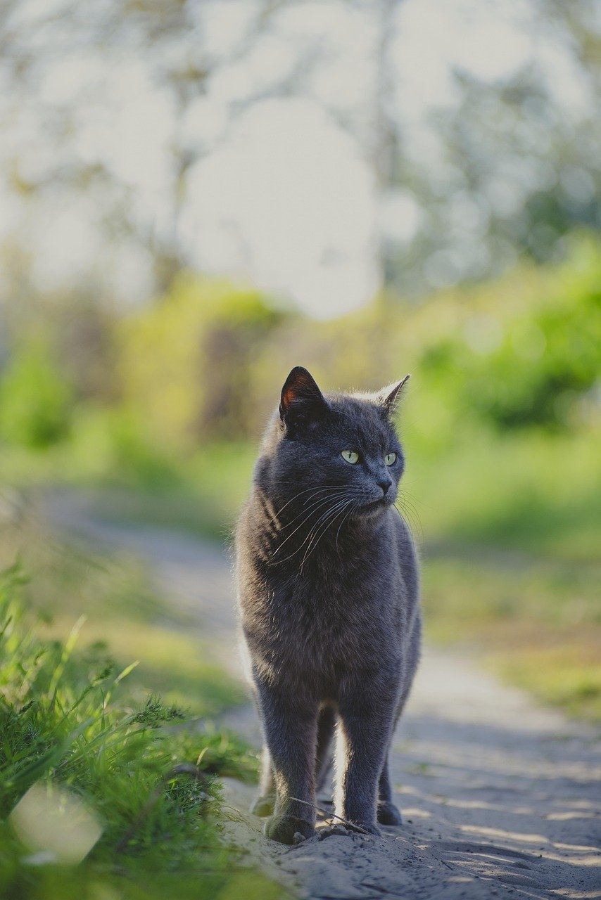 creative-03 cat, outdoors, nature, gray cat, feline, animal, domestic cat, pet