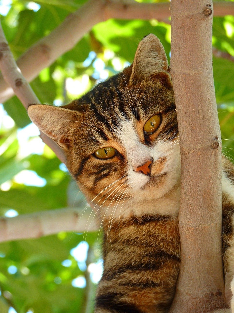 mobile-01 cat, pet, nature, animal, mackerel cat, tabby cat, domestic cat, feline, mammal, cute, adorable, portrait