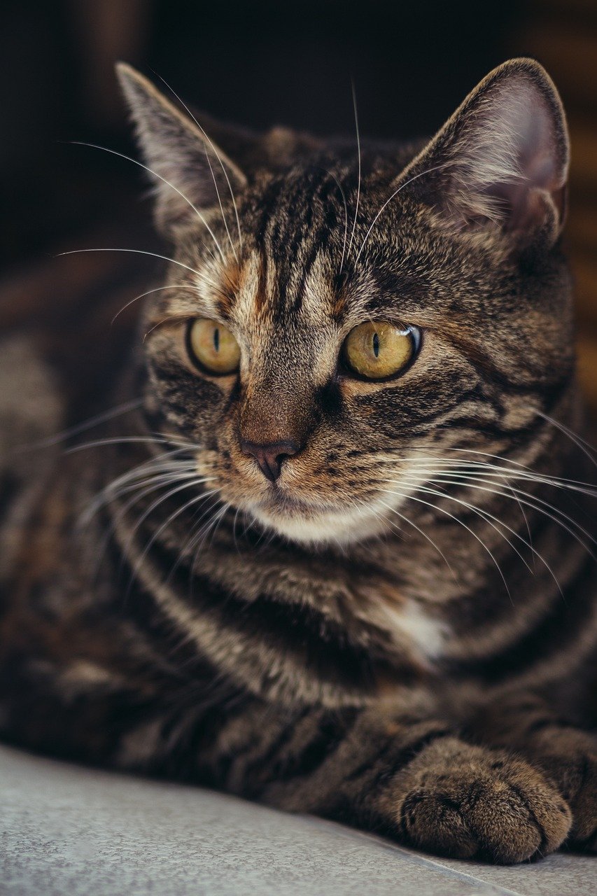 creative-02 cat, pet, feline, animal, fur, kitty, whiskers, cats eyes, nature, mammal, domestic, domestic cat, portrait, cat portrait, animal world, close up
