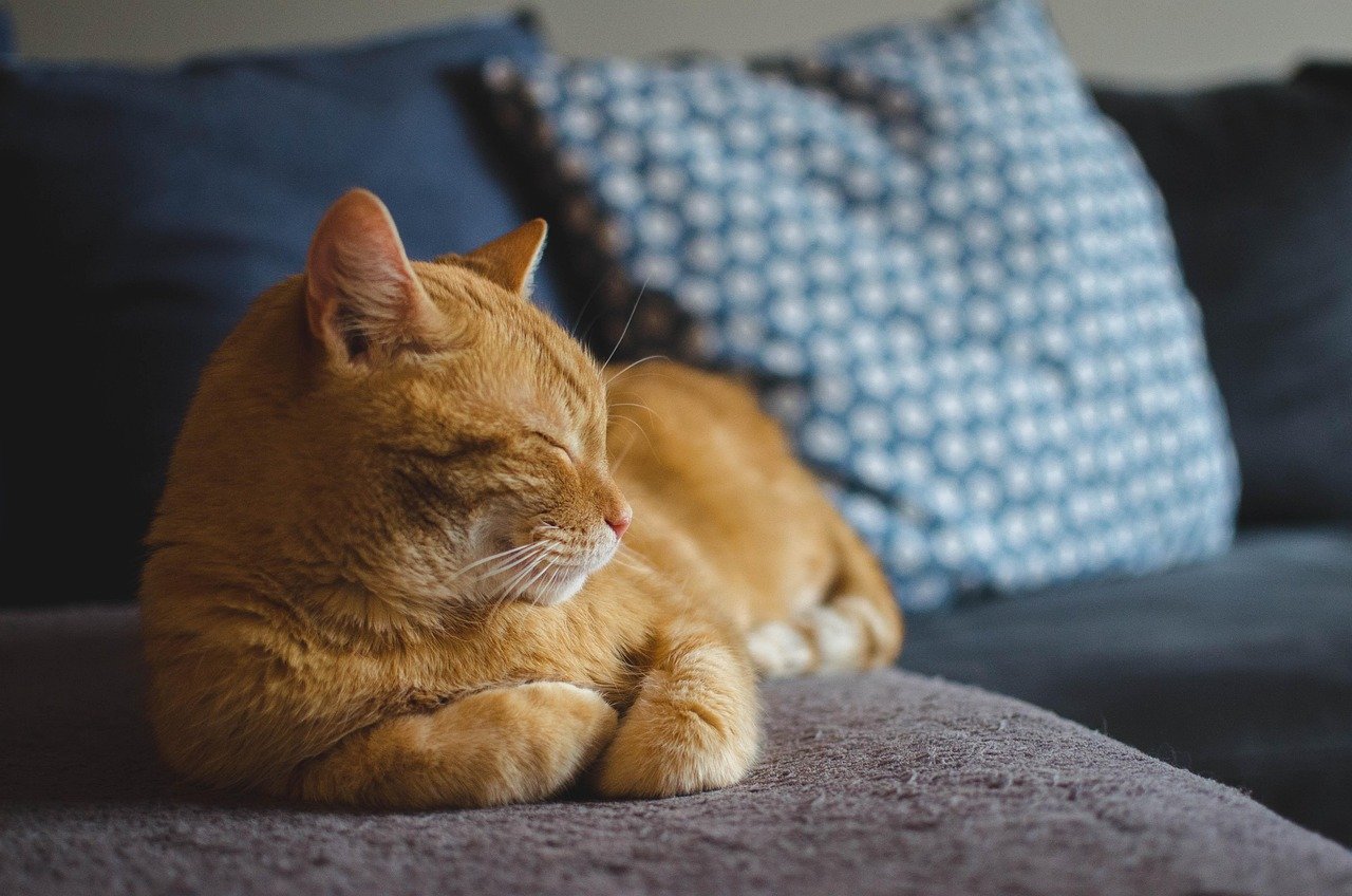 Services-01 cat, red cat, animal, cats eyes, lying cat, dream, domestic cat, a well-groomed cat, pet, calm cat, relaxation, sleeping cat, rest, dachowiec