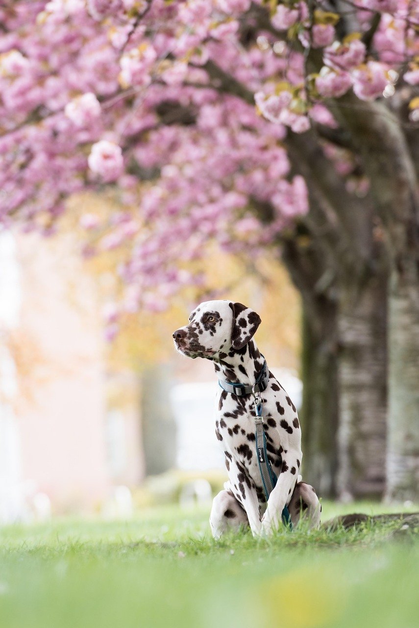creative dalmatian, dog, park, meadow, grass, cherry tree, pet, animal, domestic dog, canine, mammal, cute, cherry blossom, spring, outdoors, nature, dalmatian, dalmatian, dalmatian, dalmatian, dog, dog, dog, dog, dog, cherry blossom, cherry blossom, cherry blossom, cherry blossom, spring