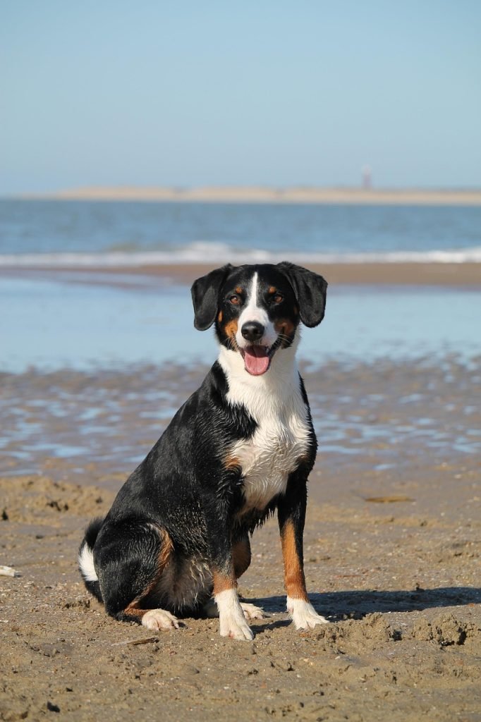 dog-beach-sea-domestic-animal-7956828 dog, beach, sea, pet, domestic animal, animal, water, appenzeller, nature, mountain dog, portrait