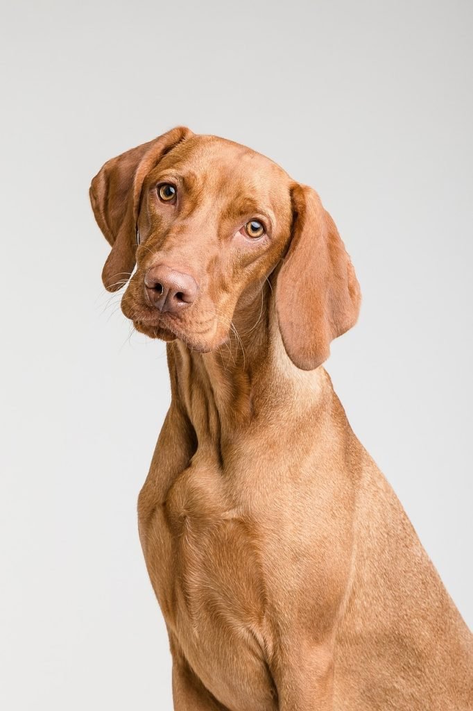 dog-pet-canine-animal-fur-snout-3277414 dog, pet, canine, animal, fur, snout, mammal, portrait, dog portrait, nature, animal world