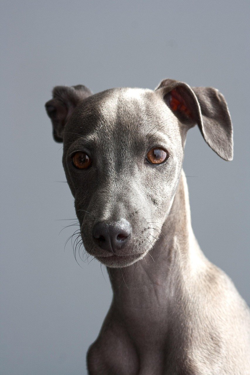 our-story greyhound, dog, puppy, italian greyhound, pet, animal, young dog, domestic dog, canine, purebred, breed, nature, cute, adorable, portrait