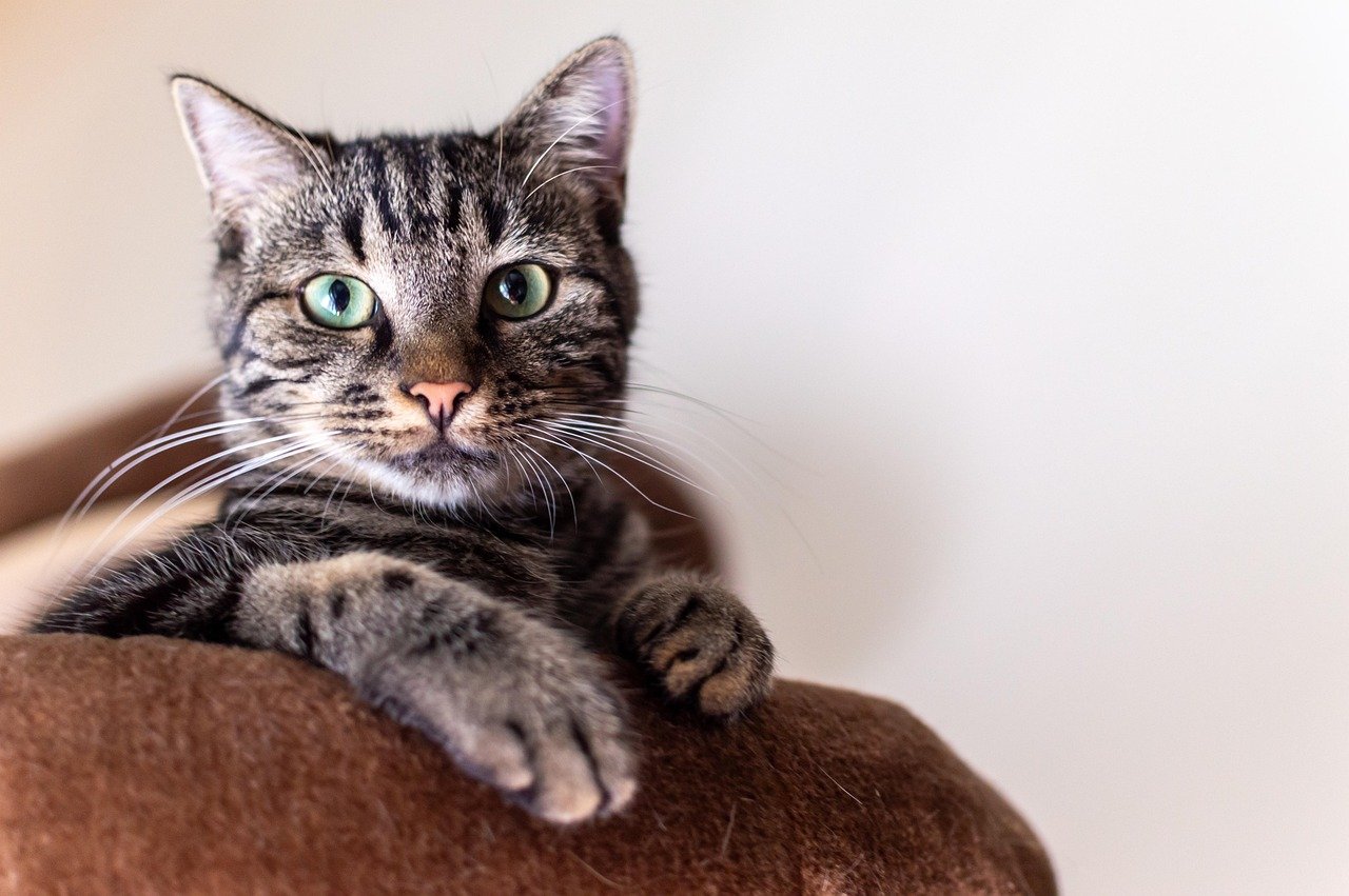 creative-03 simba, cat, animal, portrait, pet, cat photography, nature, animals, domestic cat